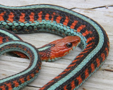 California Red-sided Garter Snake