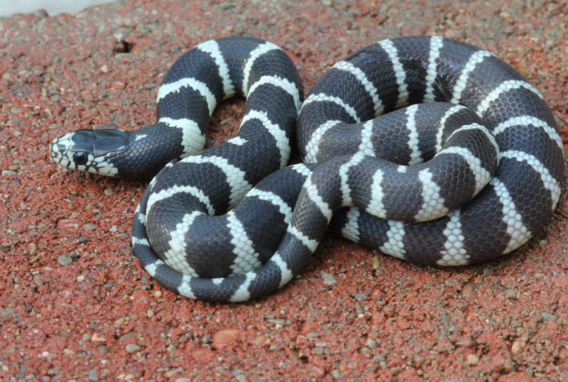 A Baby Victorville California Kingsnake That Hatched Here In 2019