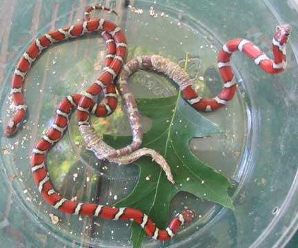 Red Milk Snakes