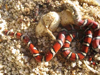 Red Milk Snakes