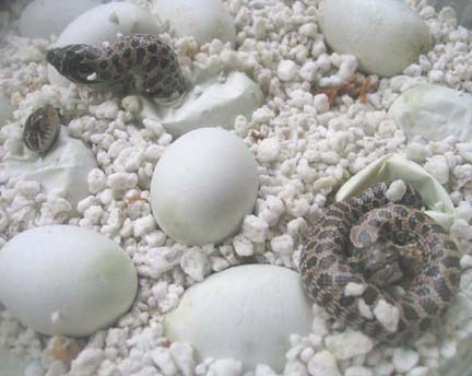 Hognose Snakes Hatching