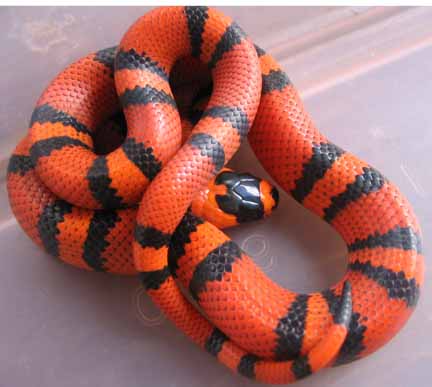 Honduran Milk Snake