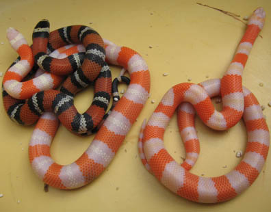 Honduran Milksnake