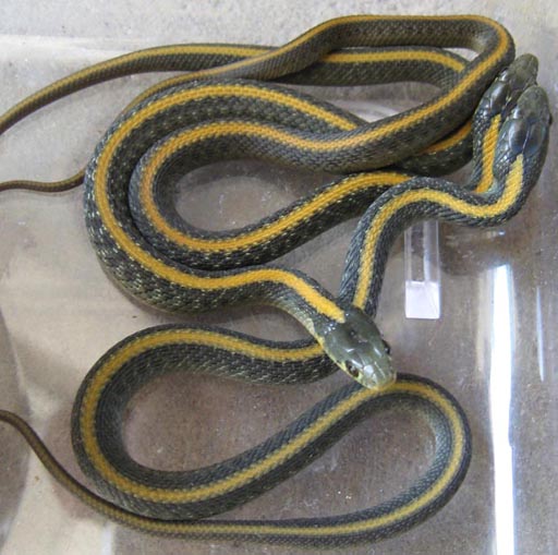 Santa Cruz Garter Snake