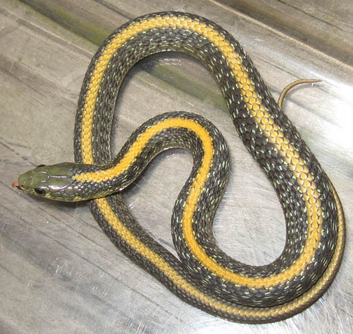 Santa Cruz Garter Snake