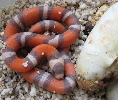 Honduran Milksnake