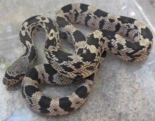 Northern Pine Snake