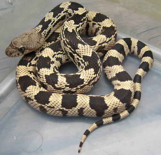 Northern Pine Snake