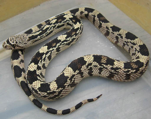 Northern Pine Snake