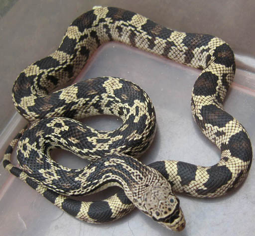 Northern Pine Snake