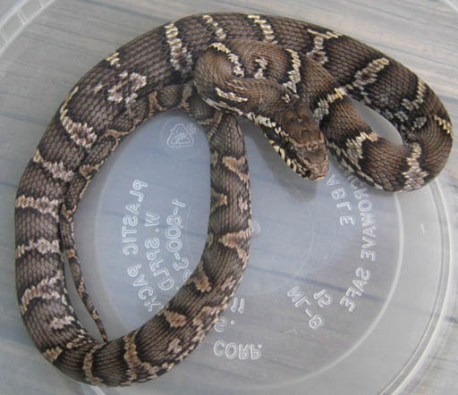 Russian Rat Snake