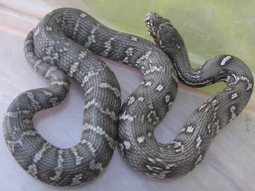 Russian Rat Snake