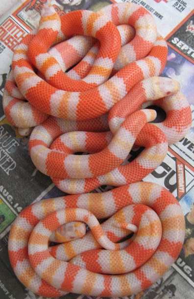 Honduran Milksnake