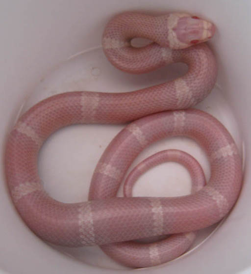 Snow Honduran Milksnake