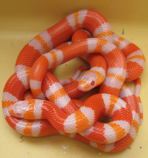 Snow Honduran Milksnake