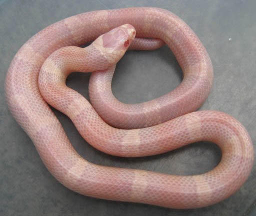 Snow Honduran Milksnake