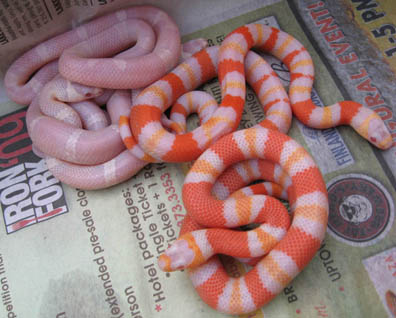 Honduran Milksnake