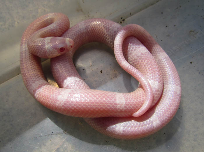 Pink Snow Honduran Milksnake