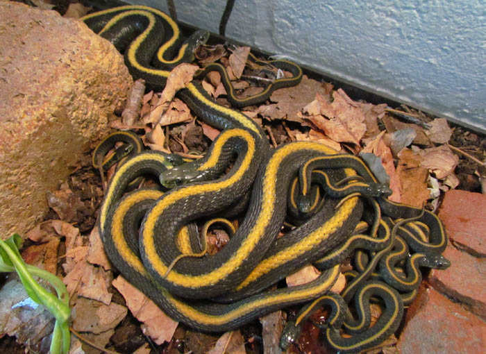 Santa Cruz Garter Snakes