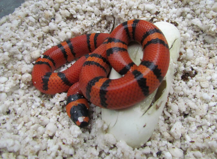 Tangerine Honduran Milksnake