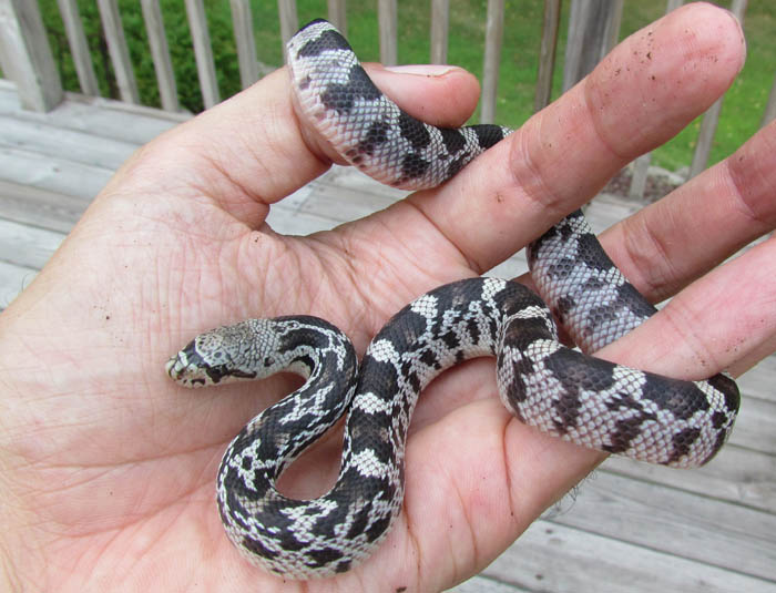 Northern Pine Snake