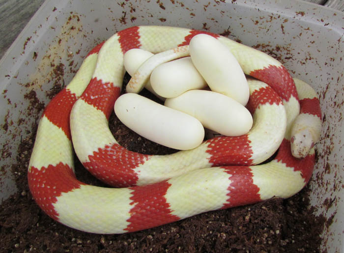 Albino Honduran Milksnake