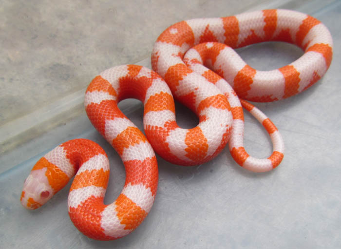 Albino Honduran Milksnake