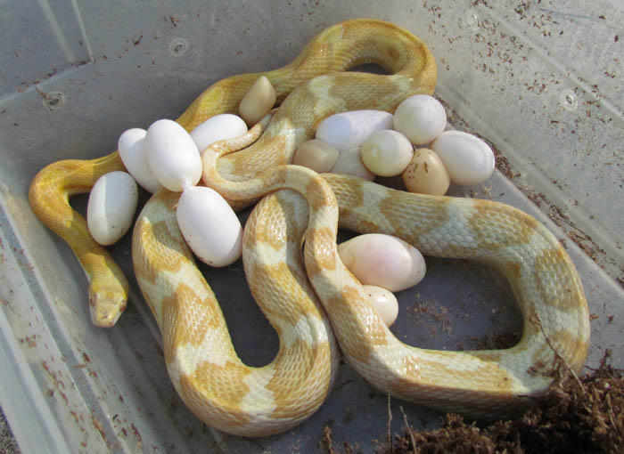 Butter Motley Corn Snake