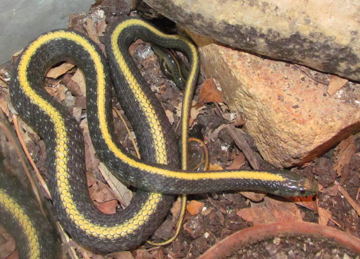 Santa Cruz Garter Snake