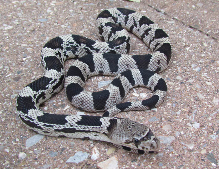 Northern Pine Snake