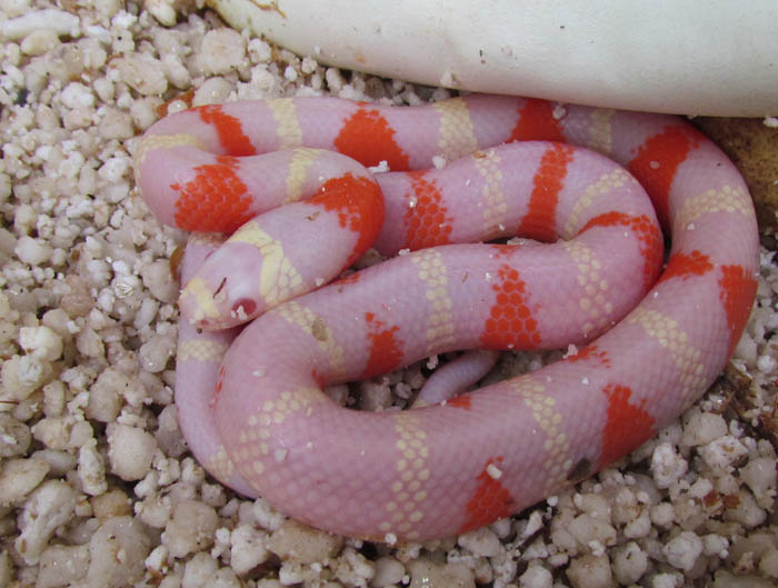 Albino Honduran Milksnake