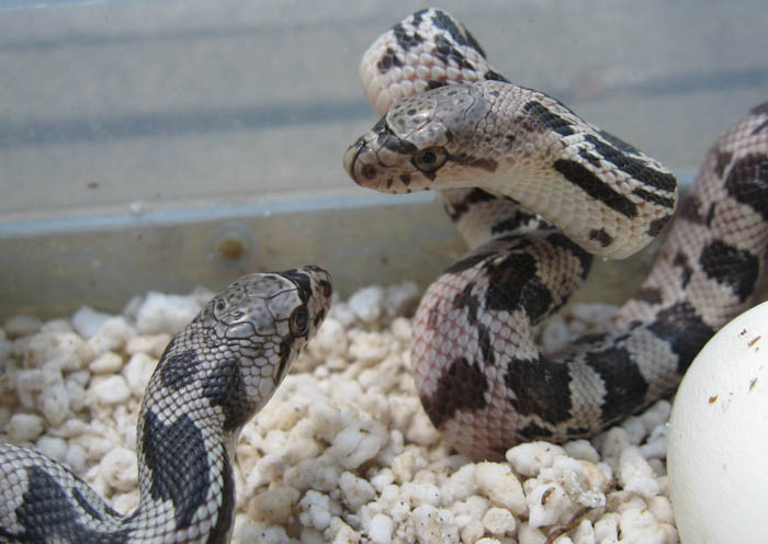 Northern Pine Snake