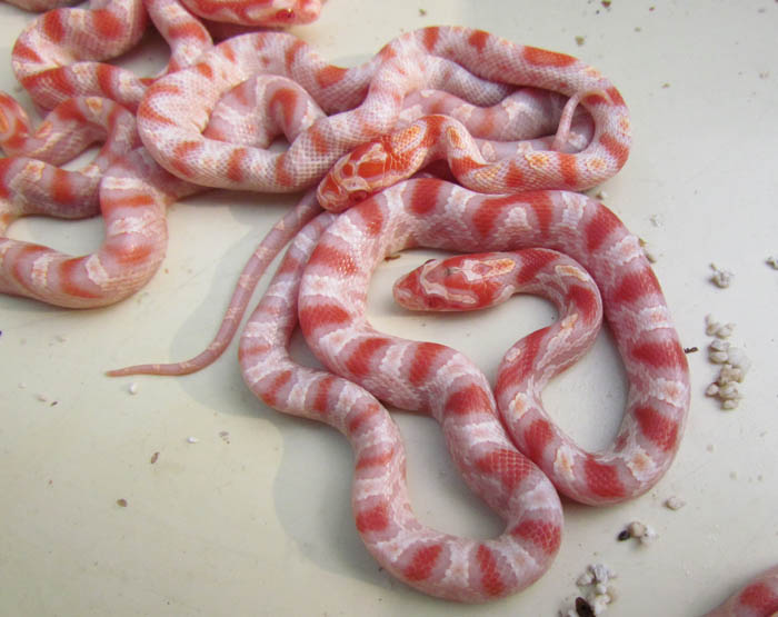 Reverse Okeetee Corn Snake