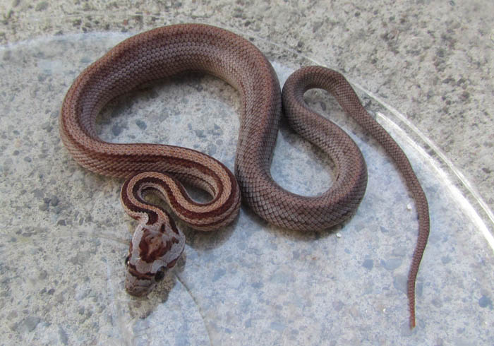 Vanishing Pattern Corn Snake