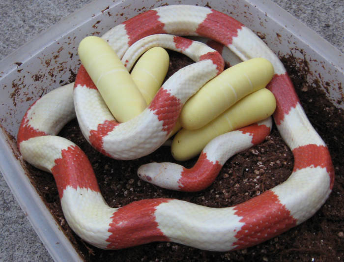 Albino Honduran Milksnake