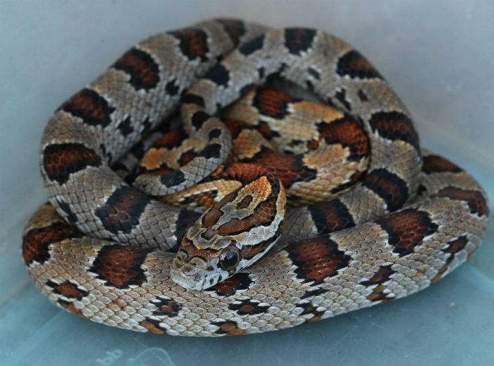 Alabama Corn Snake