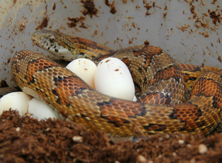 Alabama Corn Snake