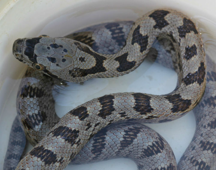 Baird's Rat Snake