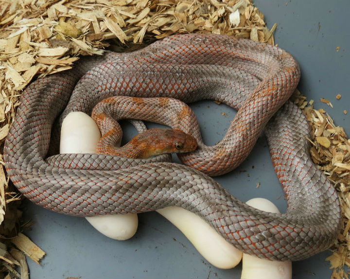 Baird's Rat Snake