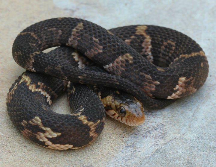 Broadbanded Water Snake