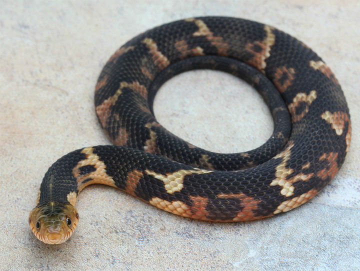 Broadbanded Water Snake