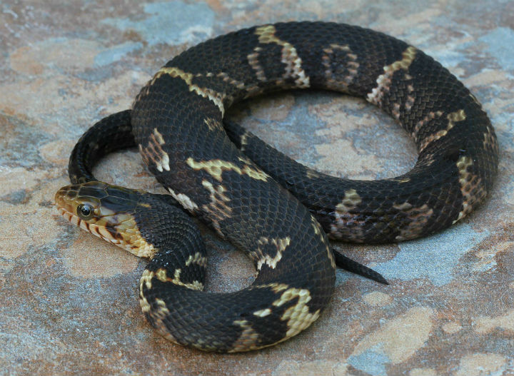 Broadbanded Water Snake