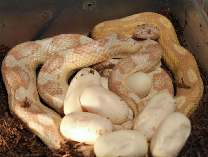 Striped Ghost Corn Snake