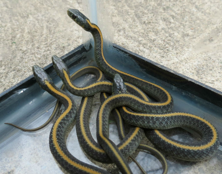 Santa Cruz Garter Snakes