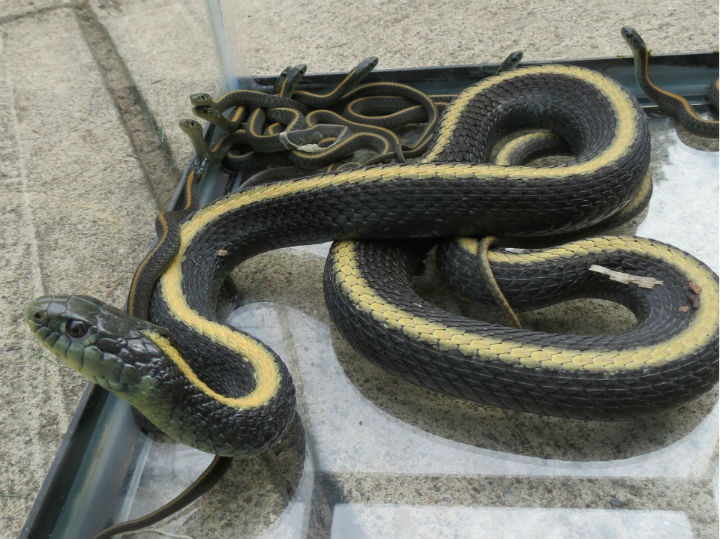 Santa Cruz Garter Snakes