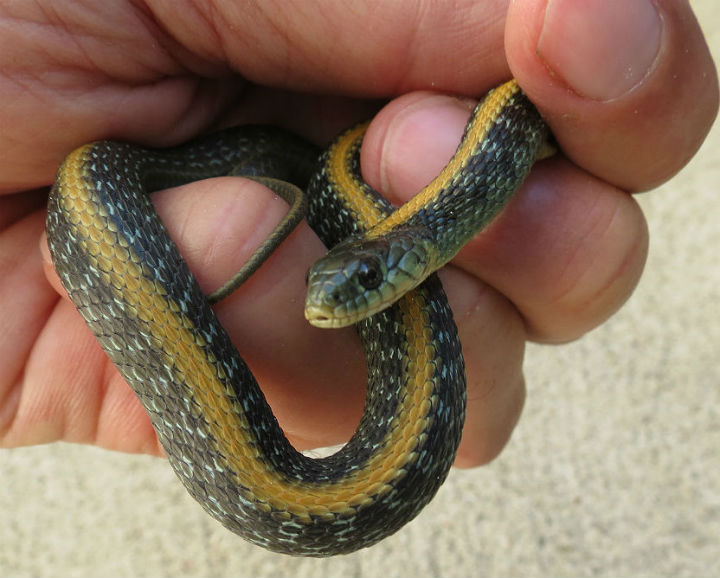 Santa Cruz Garter Snake