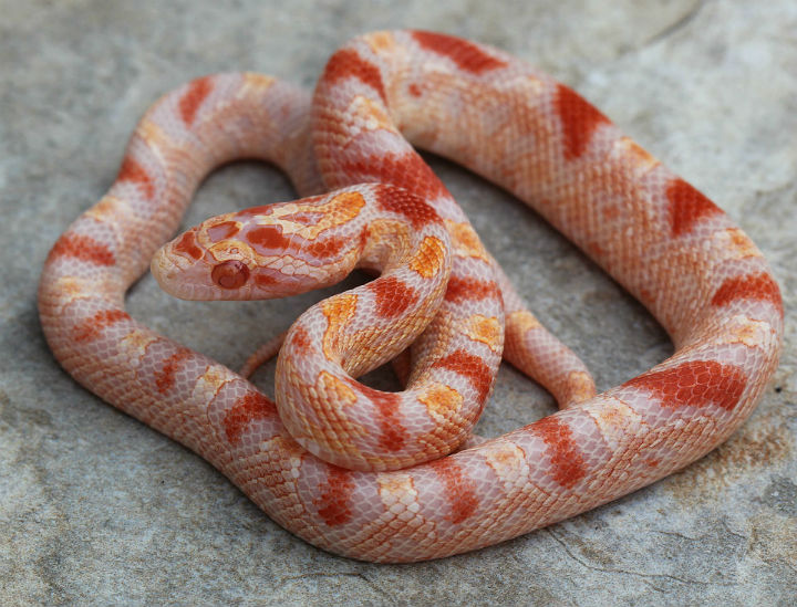 Reverse Okeetee Corn Snake