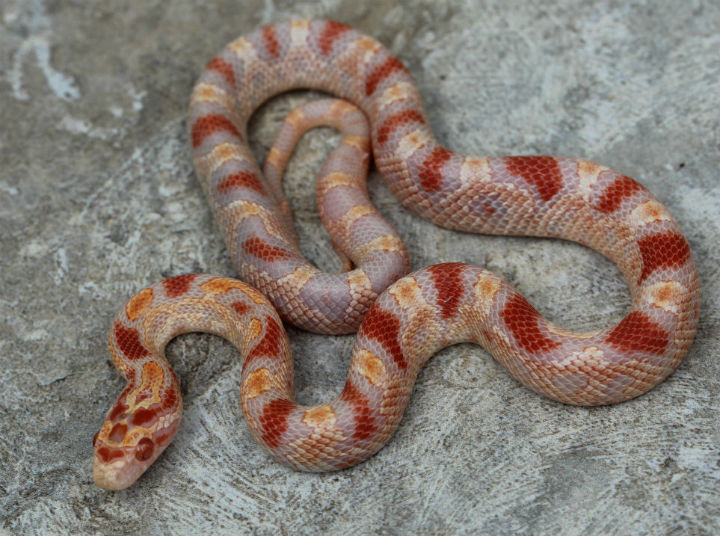 Reverse Okeetee Corn Snake