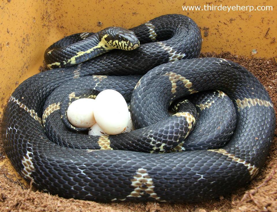 Russian Rat Snake