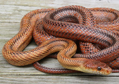 Baird's Rat Snake